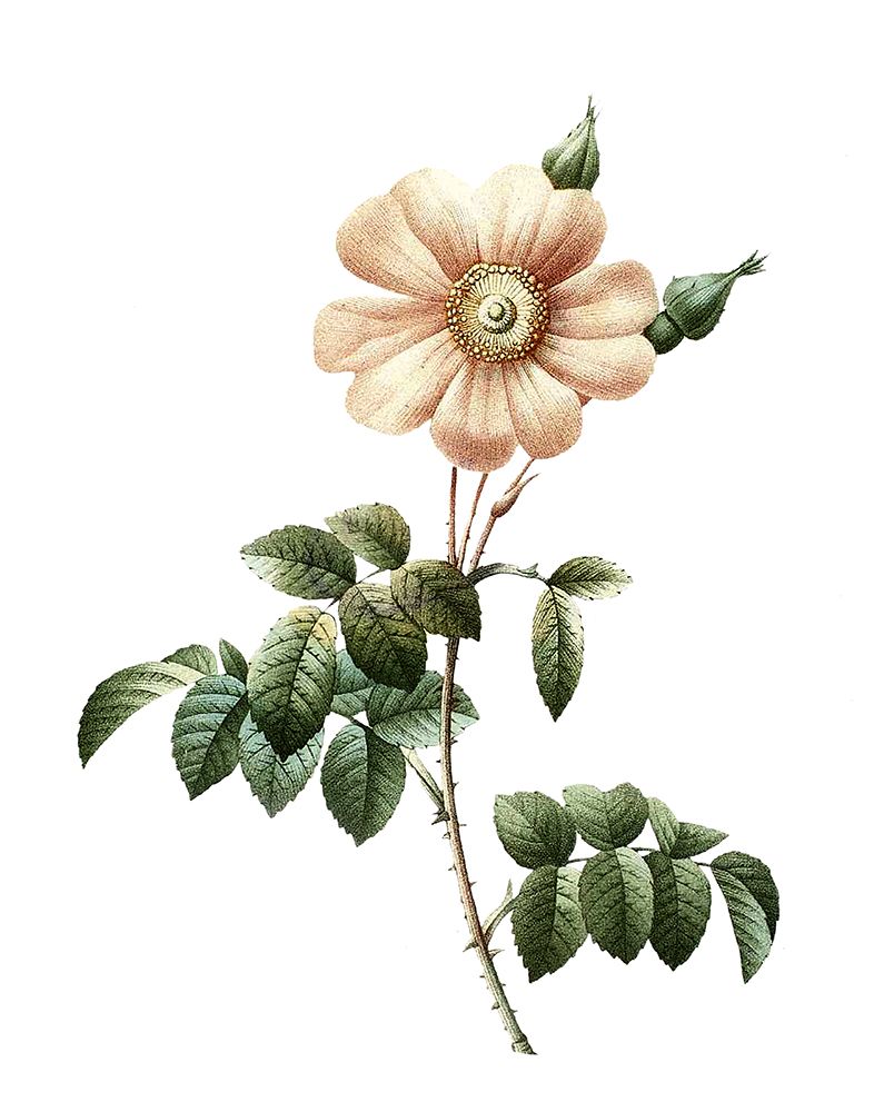 Botanical Beauty II art print by Val Rhodes for $57.95 CAD