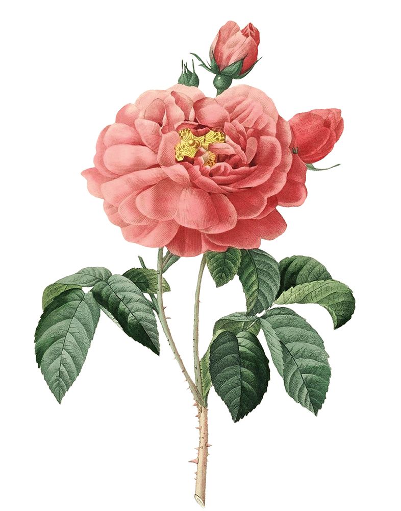 Botanical Beauty III art print by Val Rhodes for $57.95 CAD