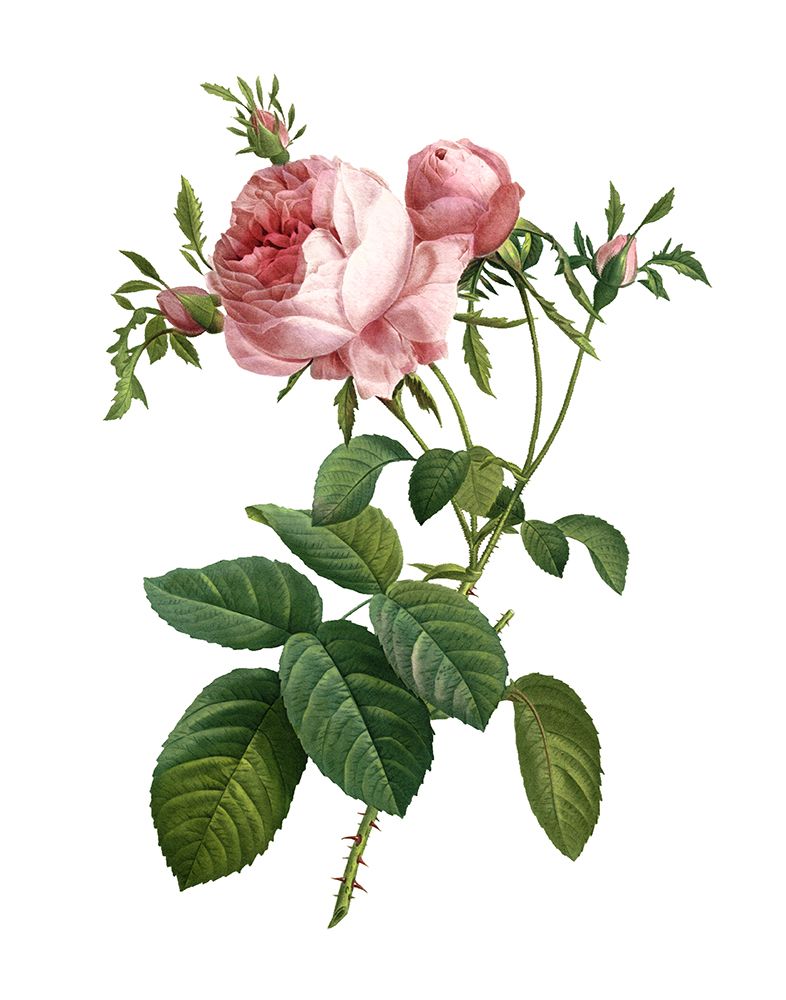 Botanical Beauty IV art print by Val Rhodes for $57.95 CAD