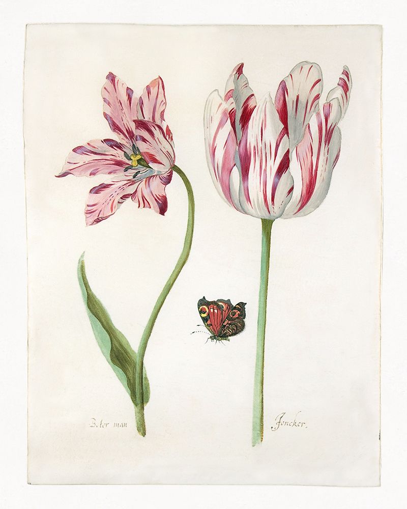 Two Tulips I art print by Jacob Marrel for $57.95 CAD