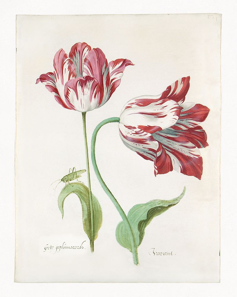 Two Tulips II art print by Jacob Marrel for $57.95 CAD