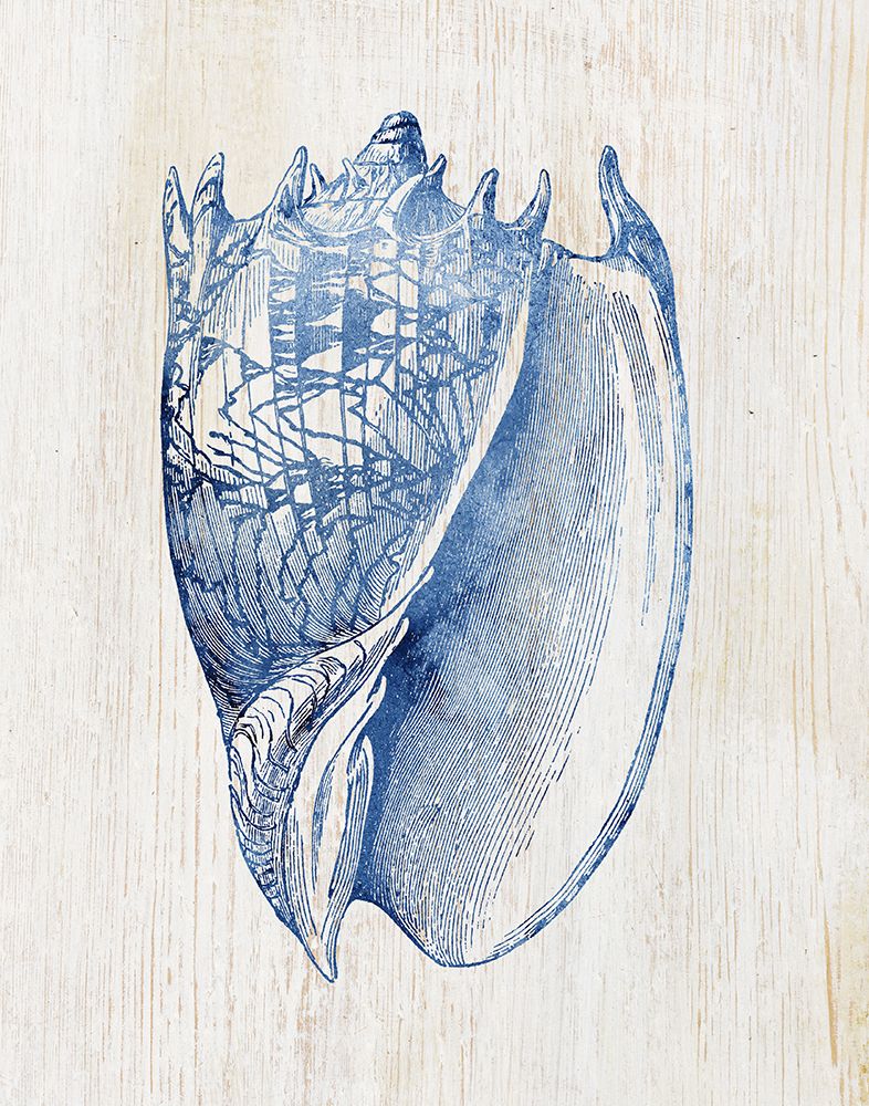 Shell II art print by Susan Arnot for $57.95 CAD