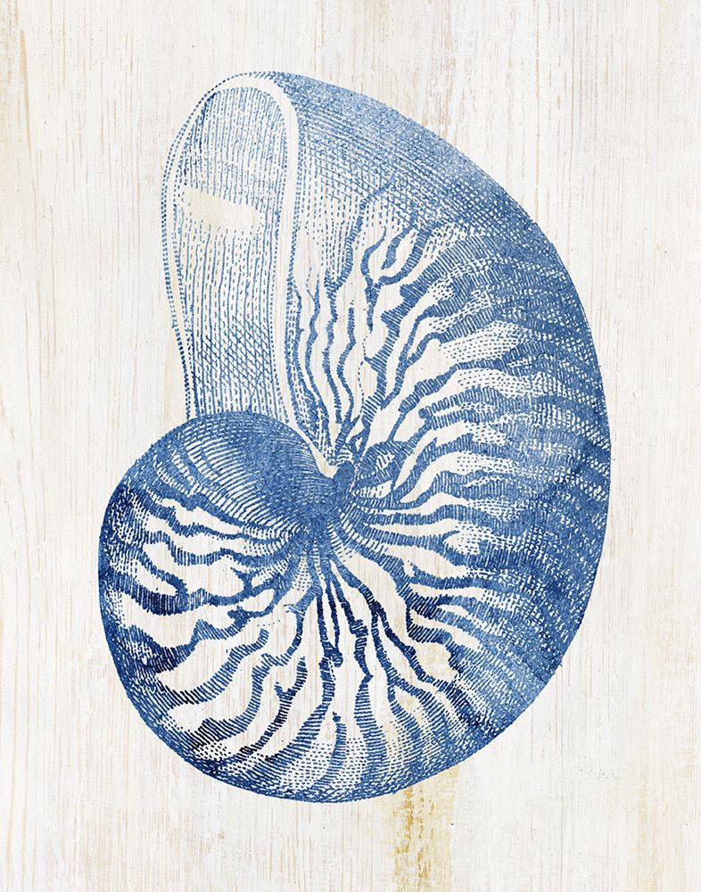 Shell IV art print by Susan Arnot for $57.95 CAD