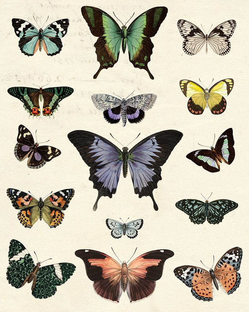 Flutterbys II art print by Susan Arnot for $57.95 CAD