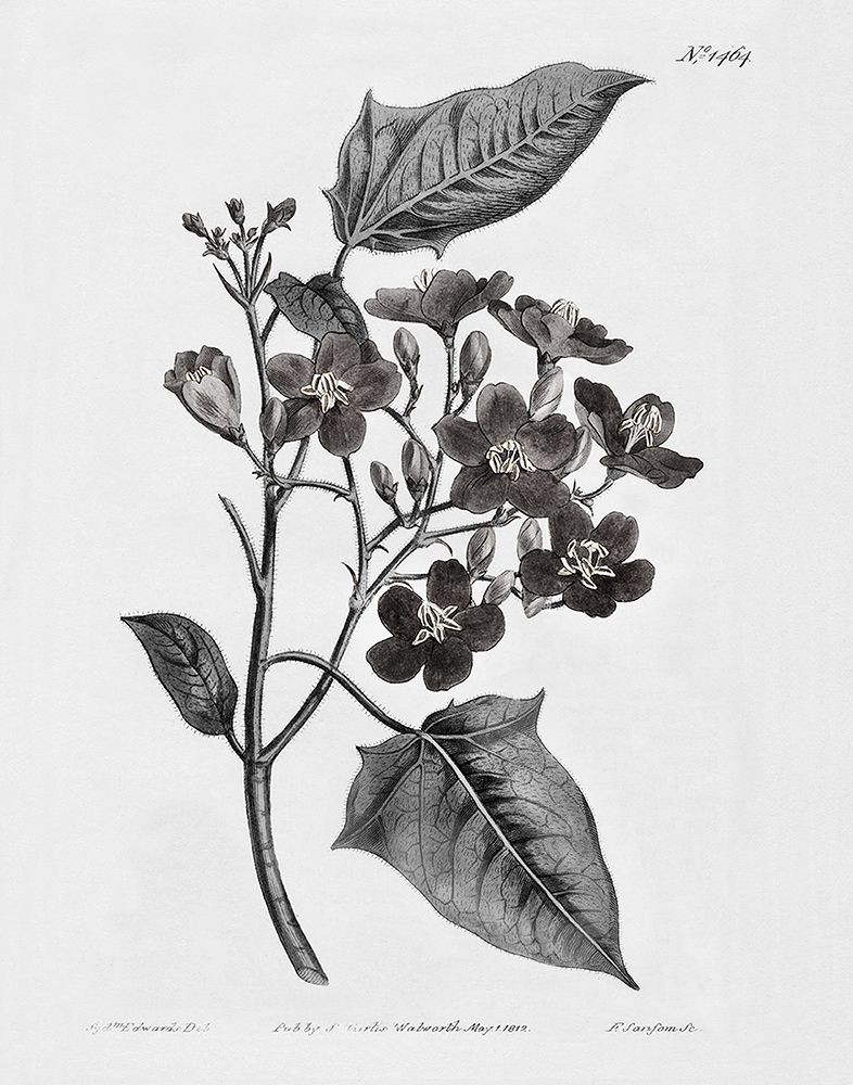 Vintage Flora I art print by Kelly Donovan for $57.95 CAD