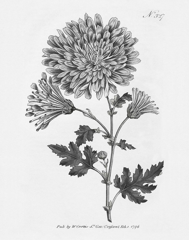 Vintage Flora II art print by Kelly Donovan for $57.95 CAD