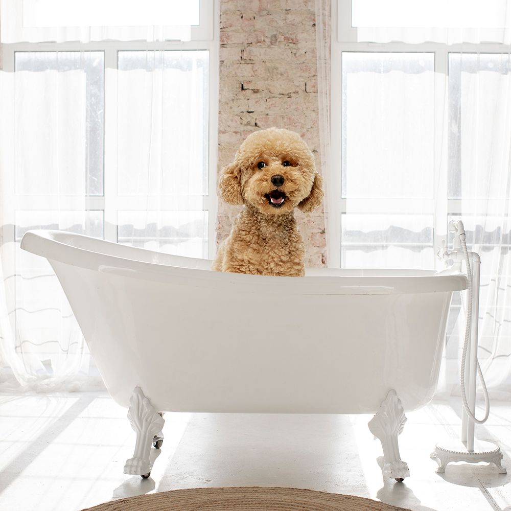 Dog Bath I art print by CAD Design for $57.95 CAD