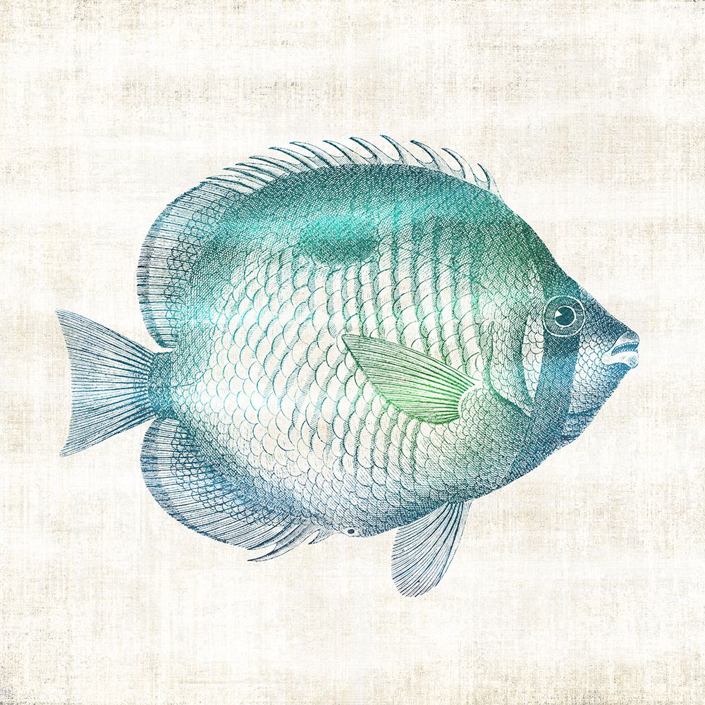 Coastal Fish art print by Susan Arnot for $57.95 CAD