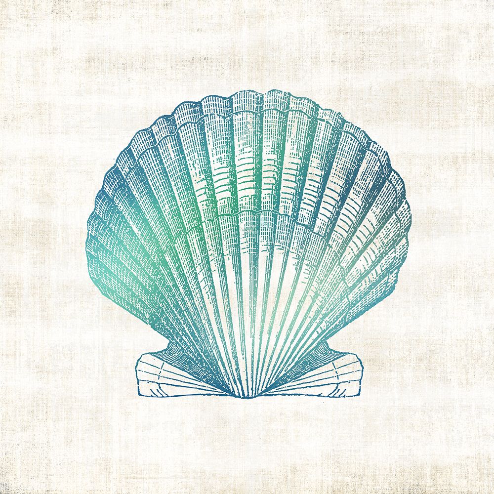 Coastal Shell art print by Susan Arnot for $57.95 CAD