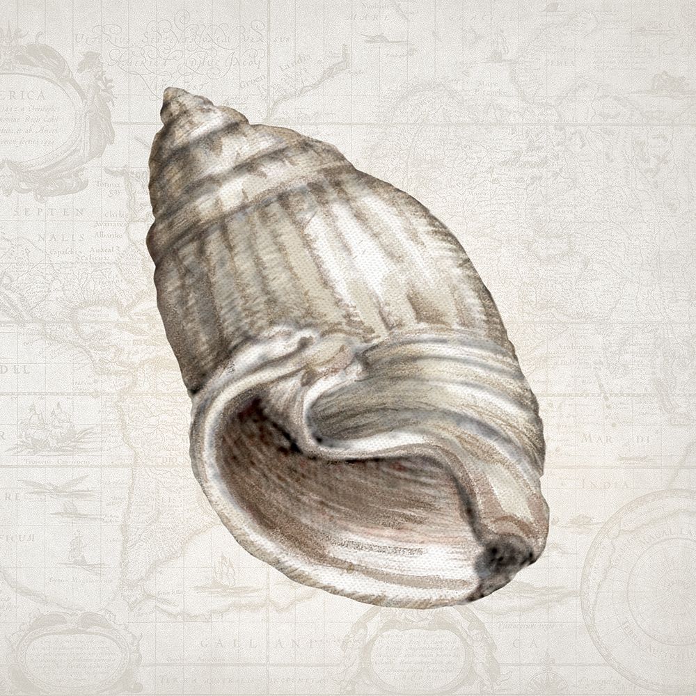 Atlantic Shell I art print by Conrad Knutsen for $57.95 CAD