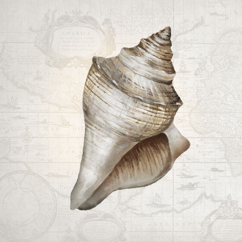 Atlantic Shell II art print by Conrad Knutsen for $57.95 CAD