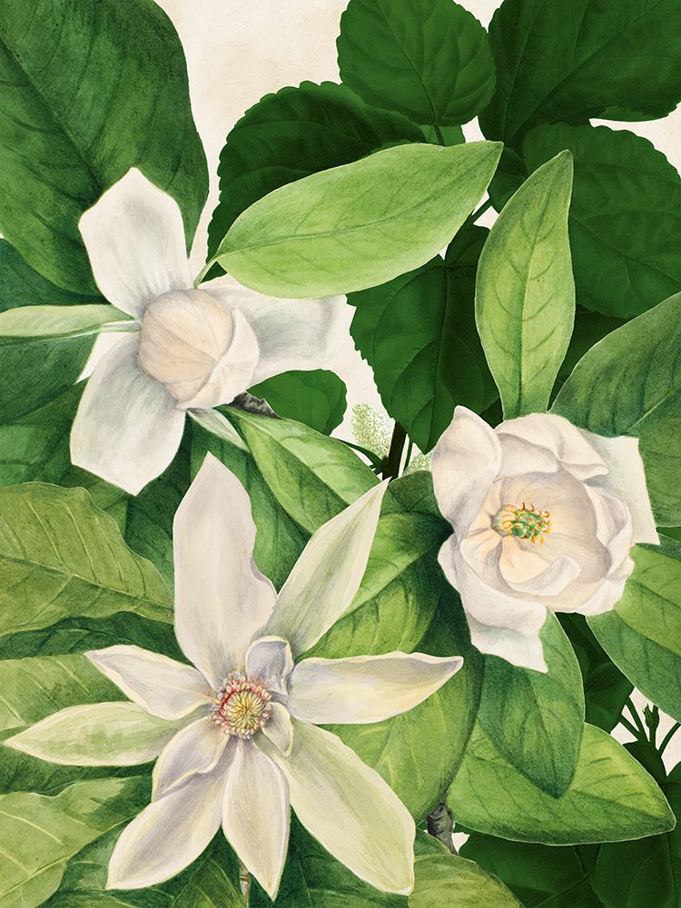 Magnolias I art print by Susan Arnot for $57.95 CAD