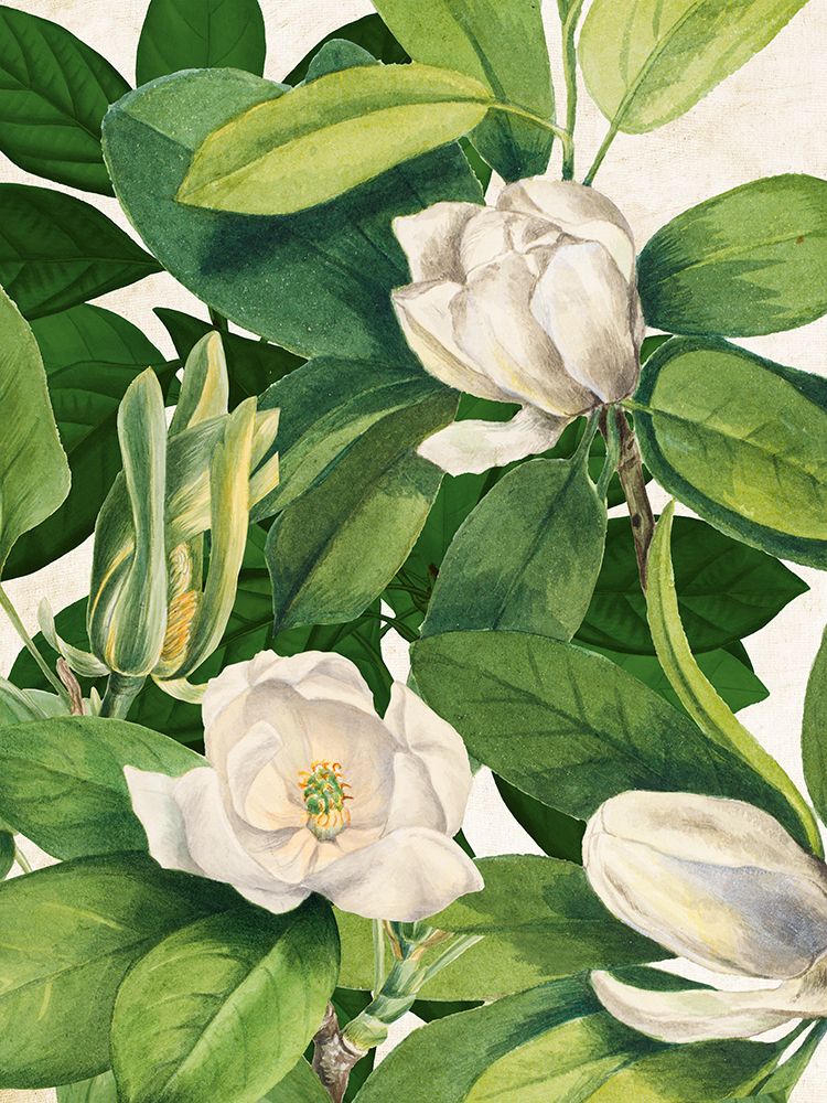 Magnolias II art print by Susan Arnot for $57.95 CAD