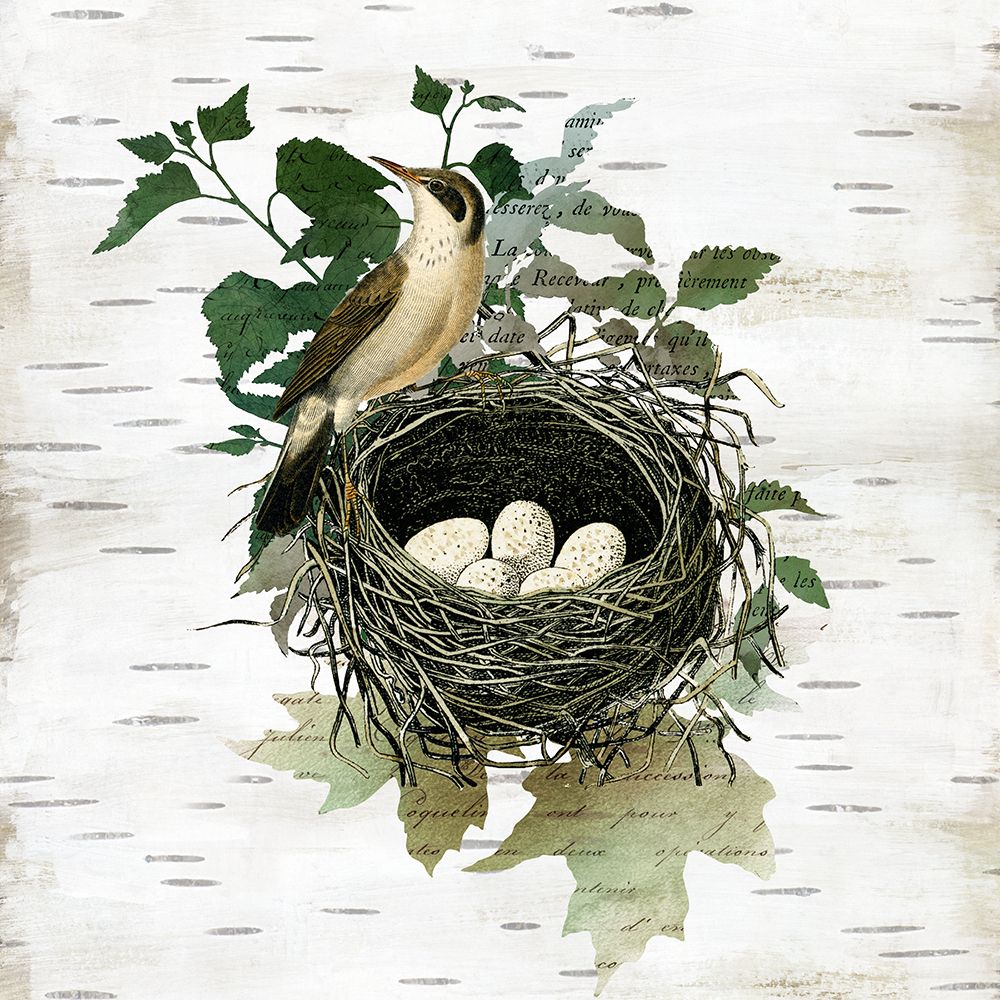 Birds Nest I art print by Susan Arnot for $57.95 CAD