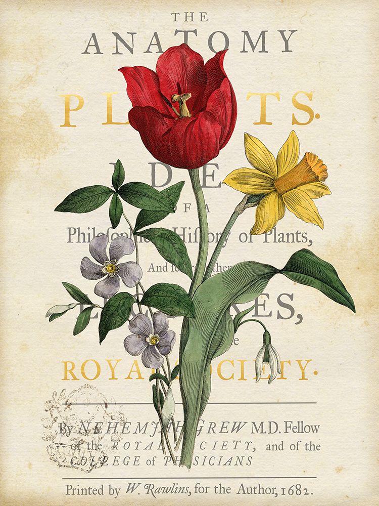 Tulip art print by Susan Arnot for $57.95 CAD