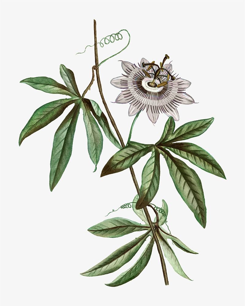 Tropical Botanical I art print by CAD Design for $57.95 CAD