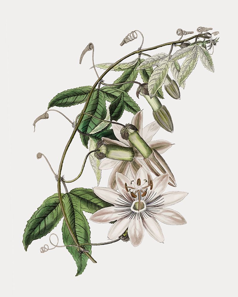 Tropical Botanical II art print by CAD Design for $57.95 CAD
