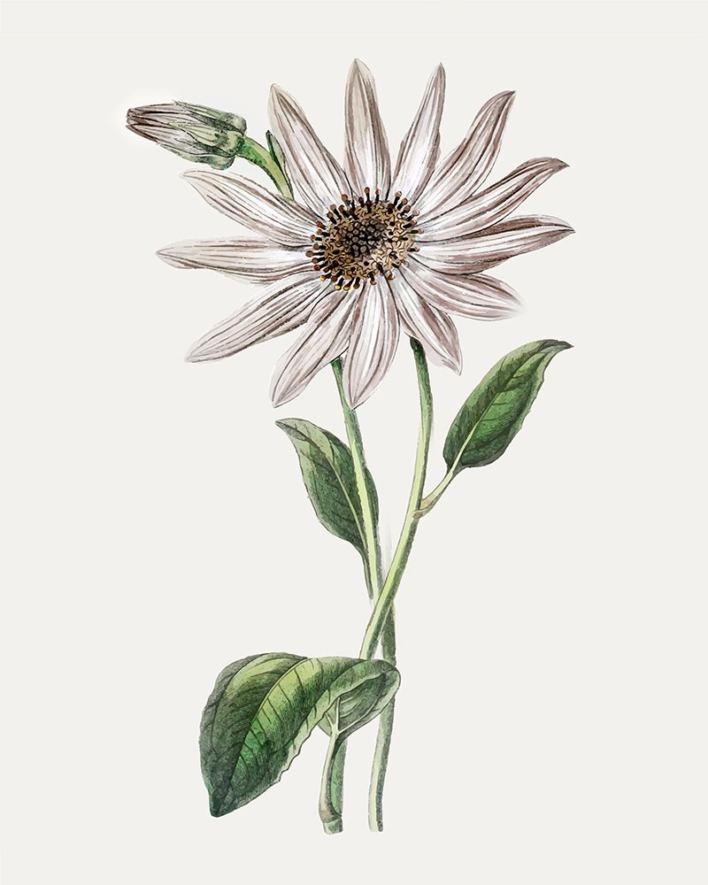 Tropical Botanical III art print by CAD Design for $57.95 CAD