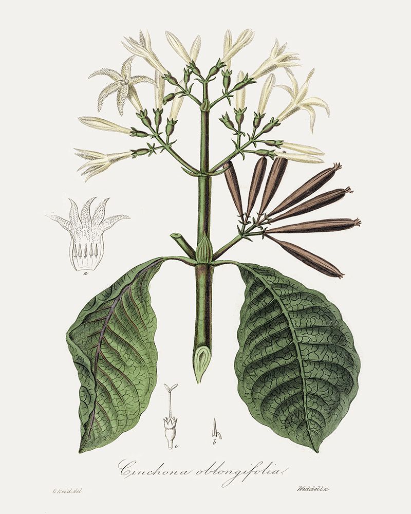 Tropical Botanical IV art print by CAD Design for $57.95 CAD