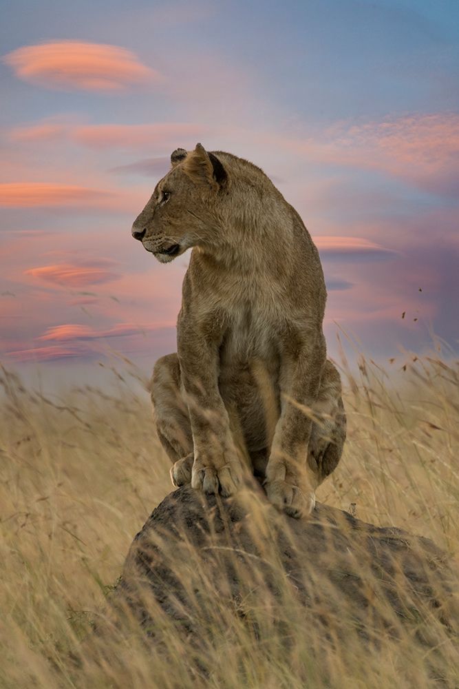 Lioness art print by Danita Delimont for $57.95 CAD