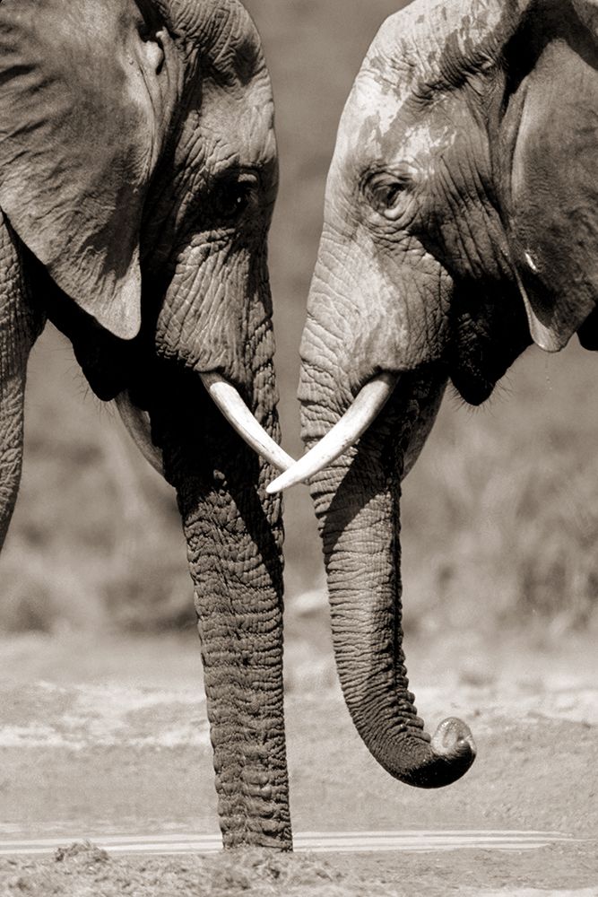Together is Better art print by Danita Delimont for $57.95 CAD