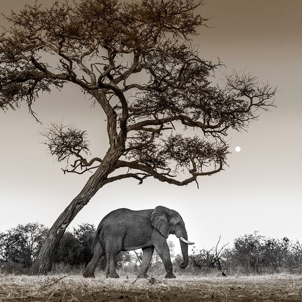 Walk on the Wild Side art print by Danita Delimont for $57.95 CAD