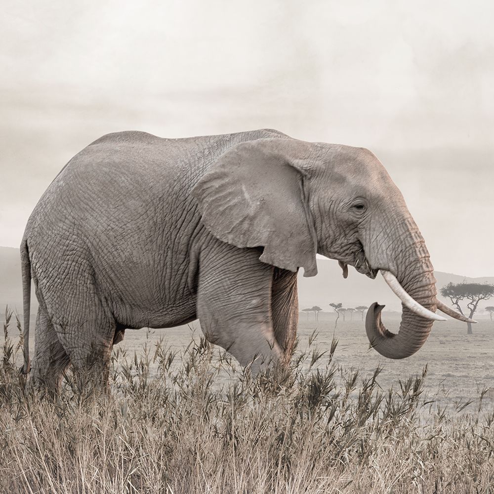 On the Move art print by Danita Delimont for $57.95 CAD