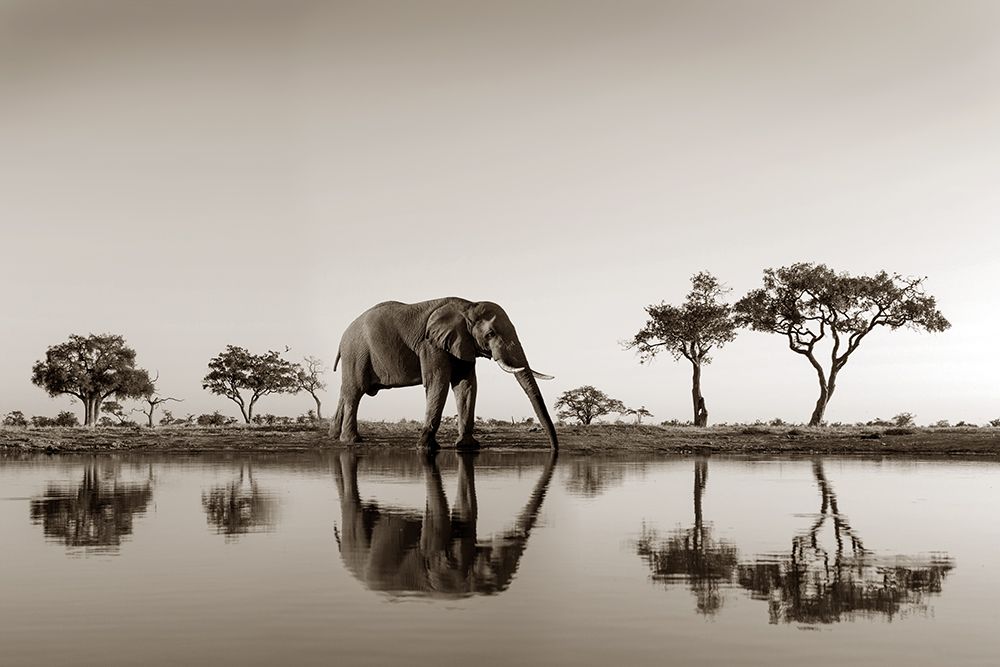 Botswana Park art print by Danita Delimont for $57.95 CAD