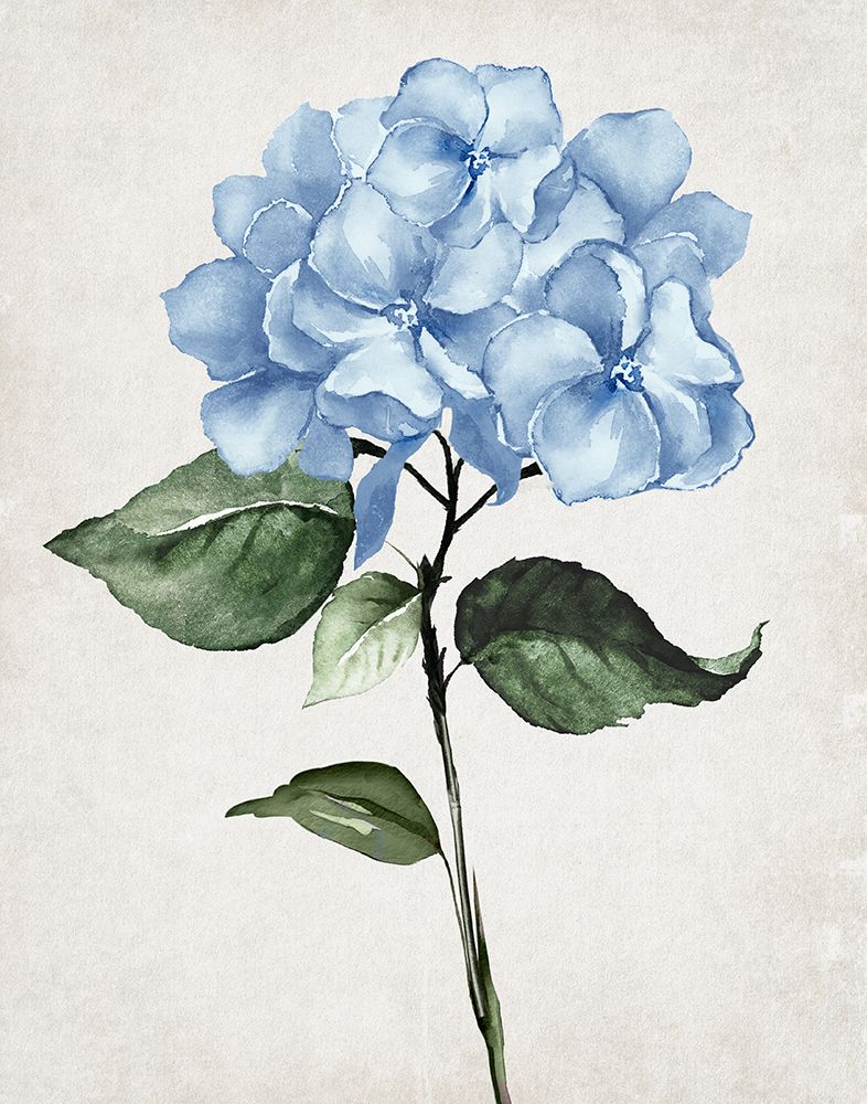 Hydrangea Stem I art print by Val Rhodes for $57.95 CAD
