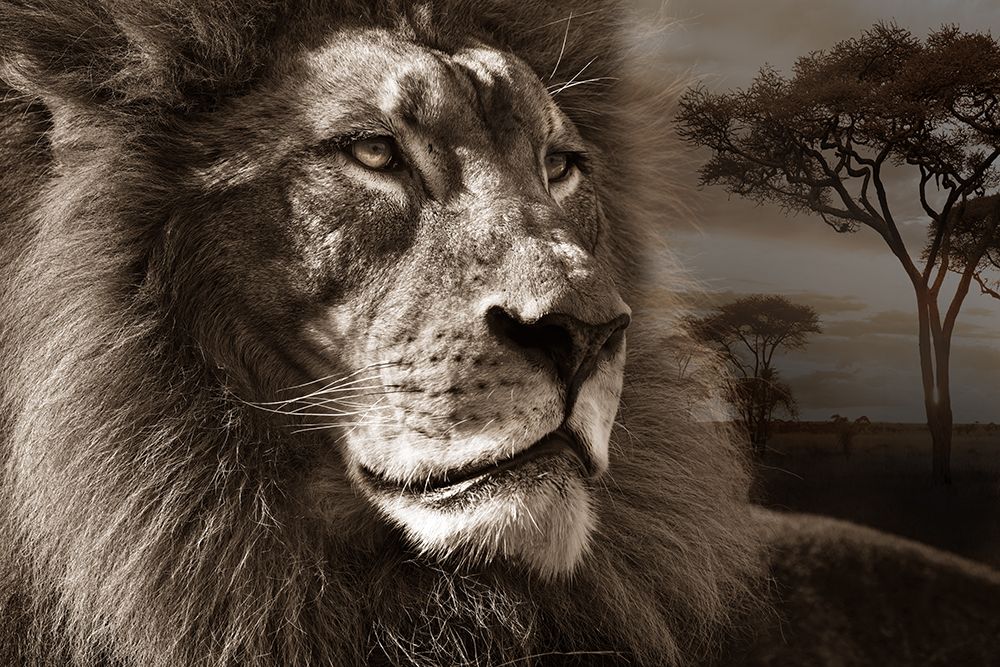 Pensive Mood Sunset art print by Danita Delimont for $57.95 CAD