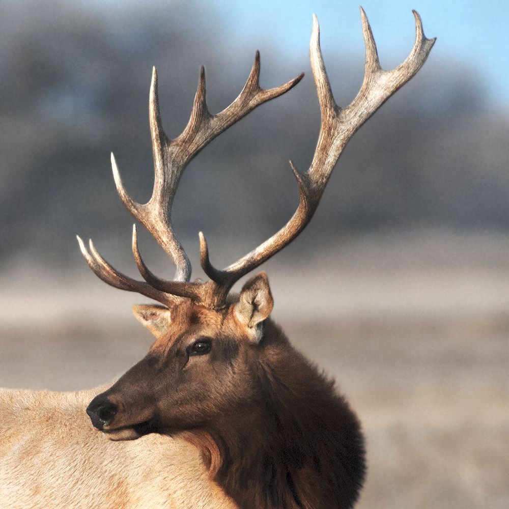 Stunning Elk art print by Danita Delimont for $57.95 CAD
