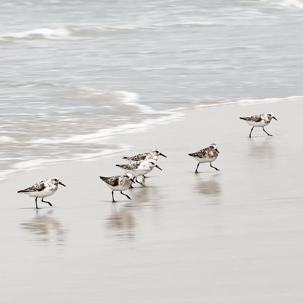 Scurrying Sandpipers I art print by Natalie Carpentieri for $57.95 CAD
