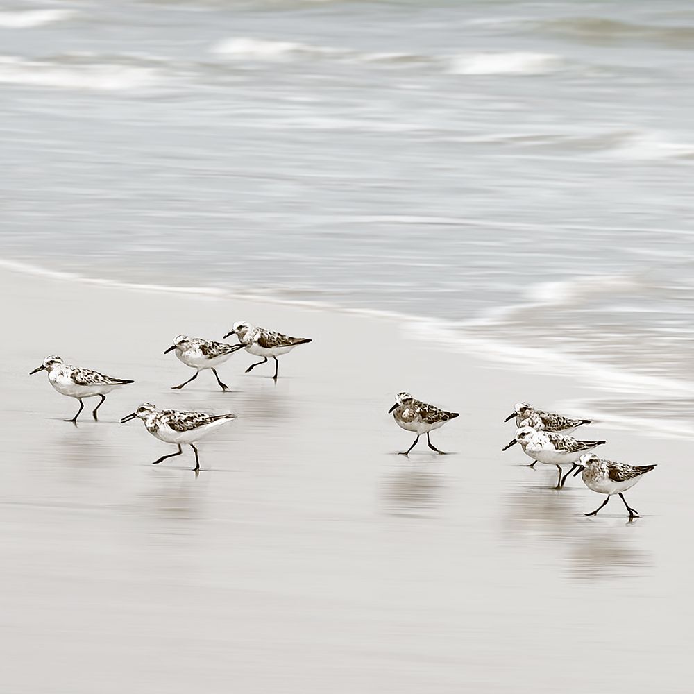 Scurrying Sandpipers II art print by Natalie Carpentieri for $57.95 CAD