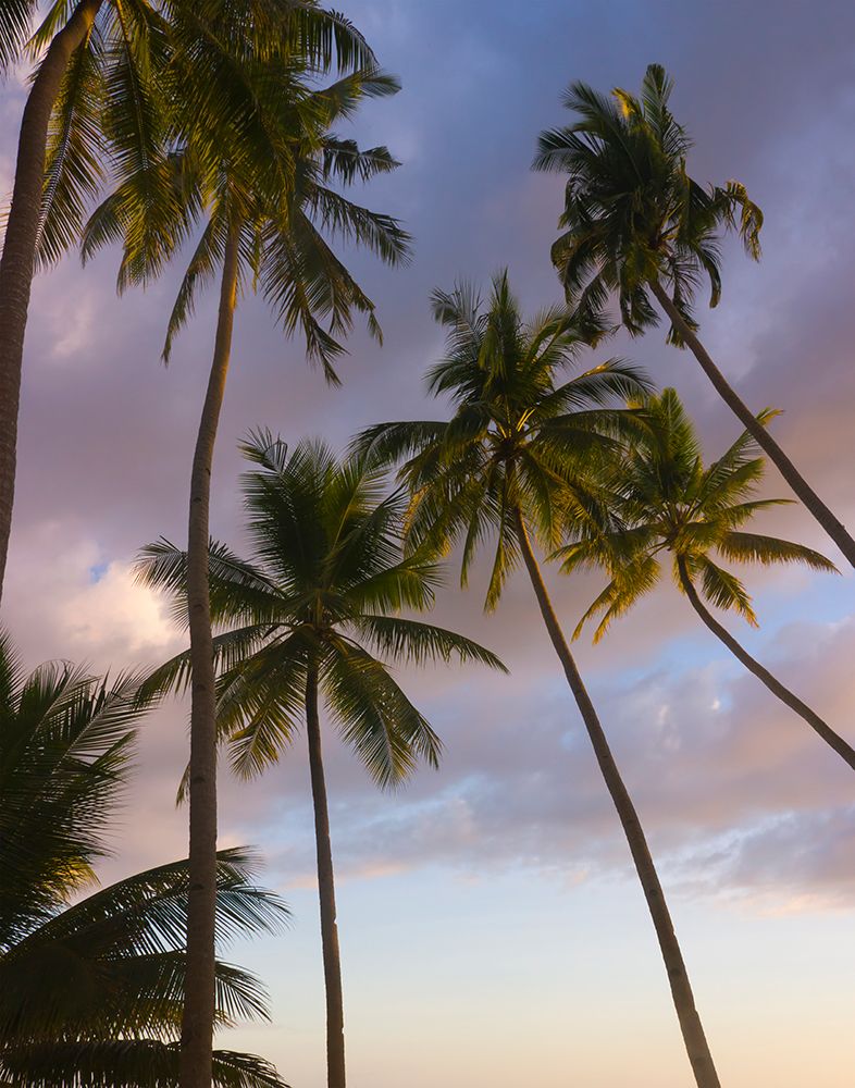 Bohol Island art print by Danita Delimont for $57.95 CAD