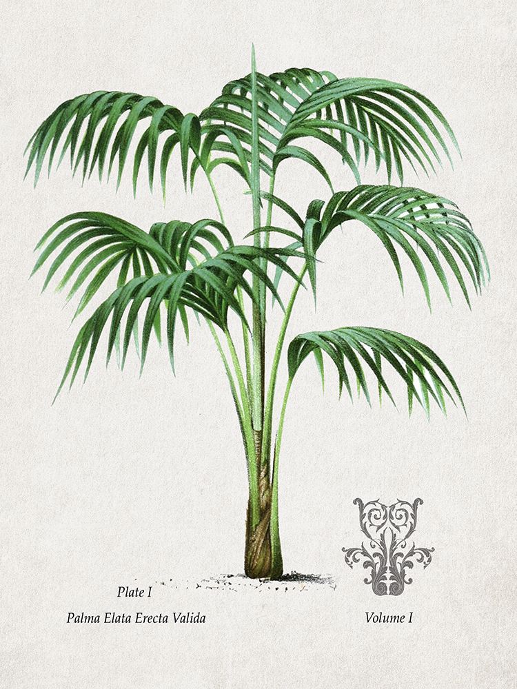 Palm I art print by Val Rhodes for $57.95 CAD