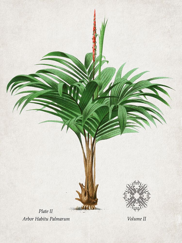 Palm II art print by Val Rhodes for $57.95 CAD