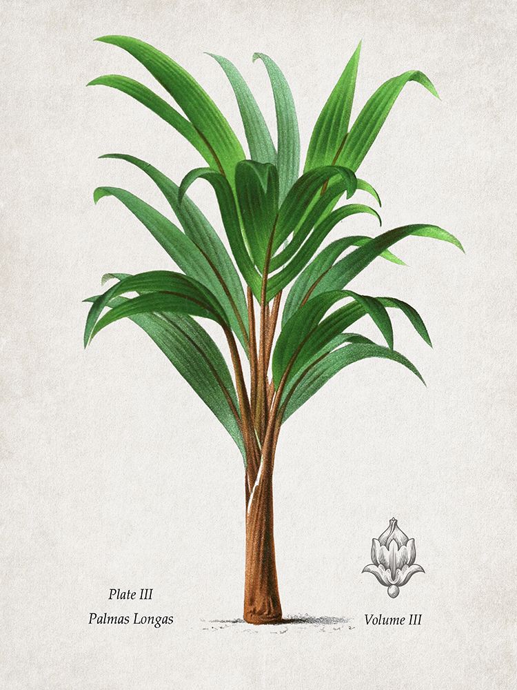 Palm III art print by Val Rhodes for $57.95 CAD