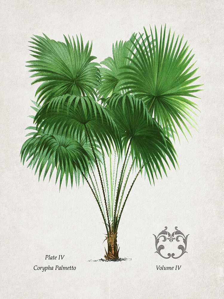 Palm IV art print by Val Rhodes for $57.95 CAD