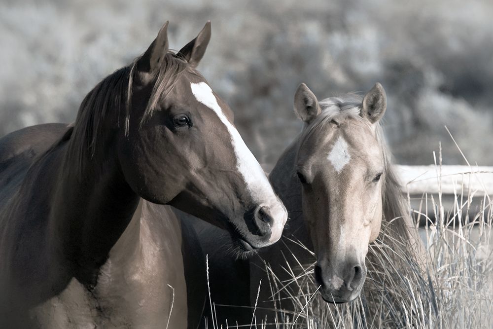 Two For Dinner art print by Danita Delimont for $57.95 CAD
