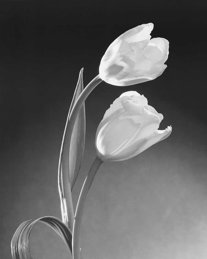 Tulip Duo art print by Dick and Diane Stefanich for $57.95 CAD