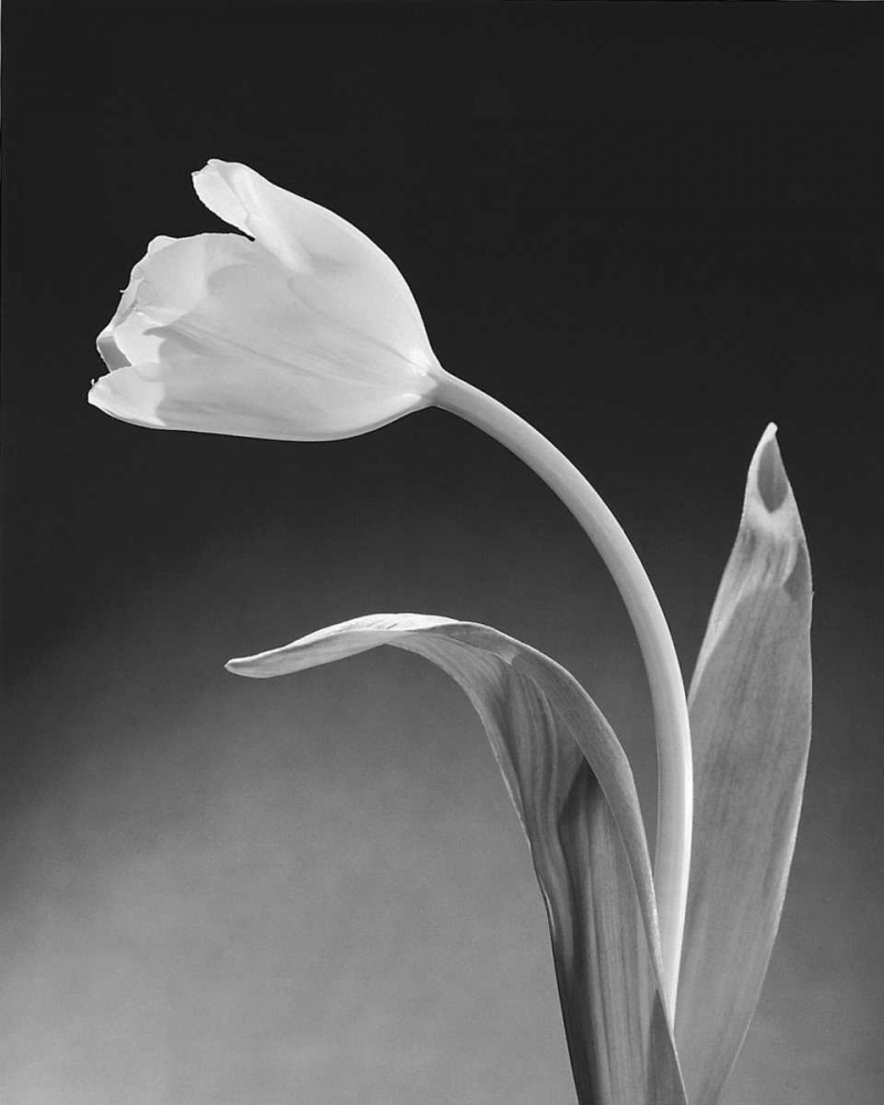 Solo Tulip art print by Dick and Diane Stefanich for $57.95 CAD