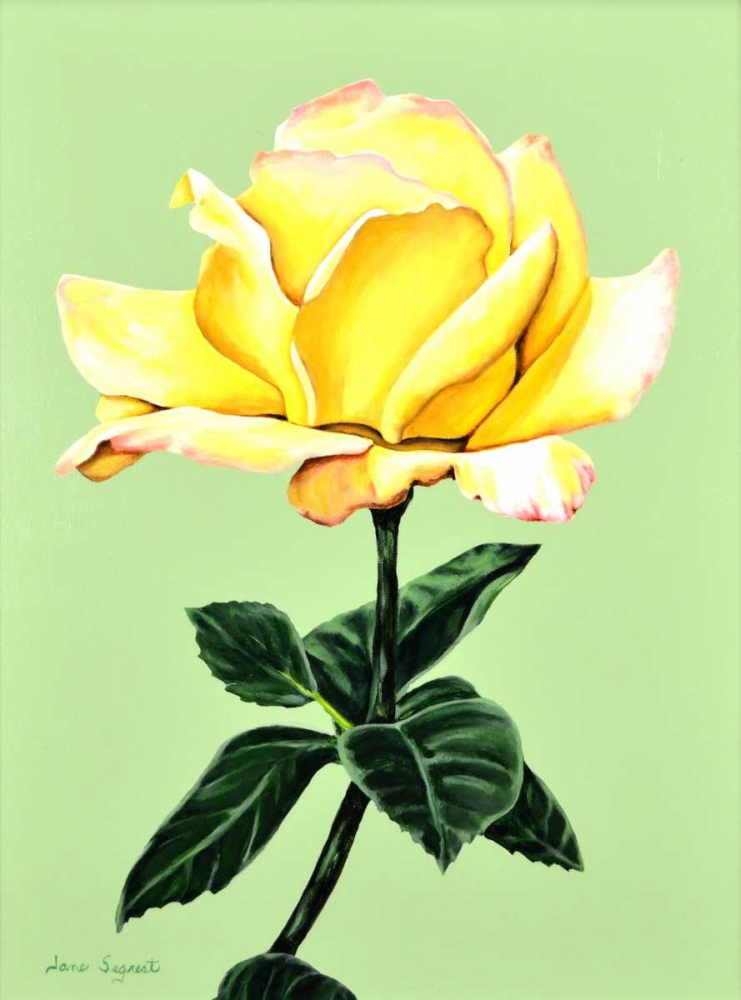 Yellow Rose art print by Jane Segrest for $57.95 CAD