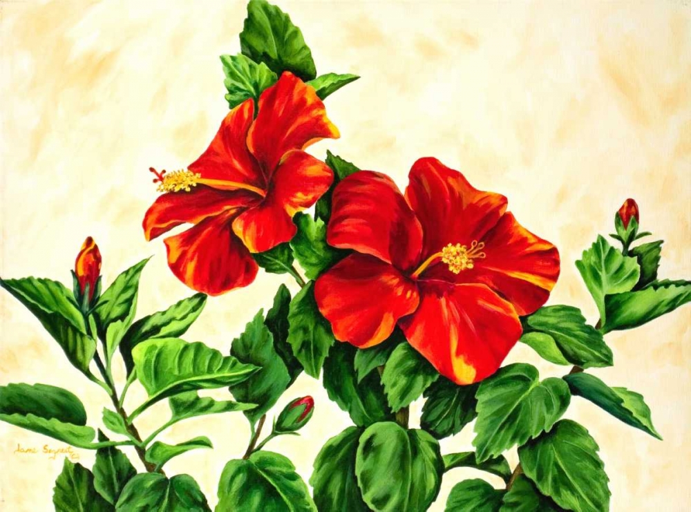 Red Hibiscus art print by Jane Segrest for $57.95 CAD