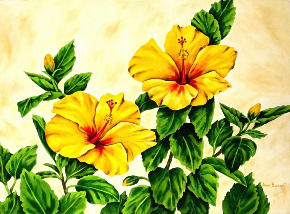 Yellow Hibiscus art print by Jane Segrest for $57.95 CAD