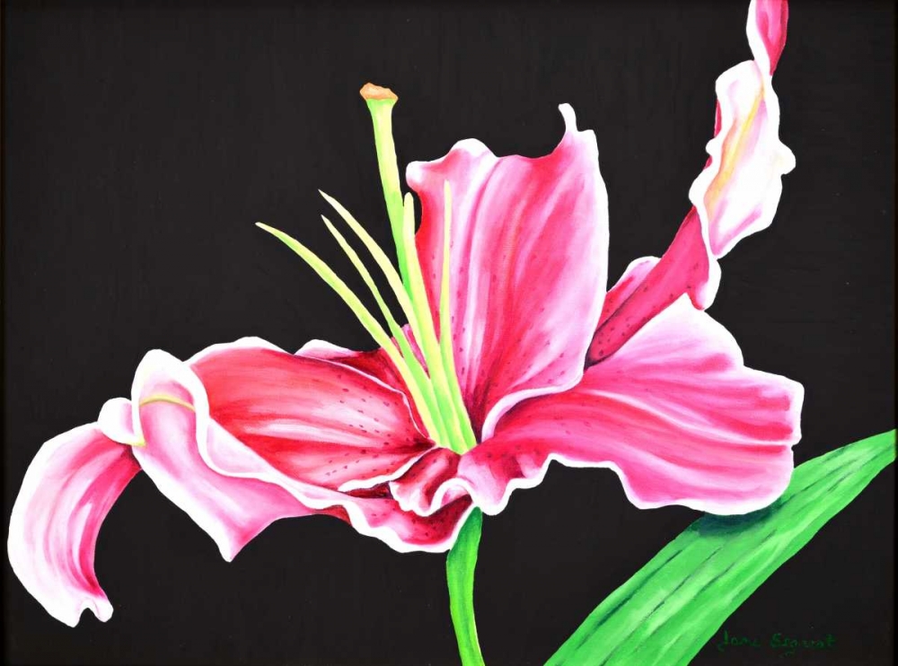 Pink Lily art print by Jane Segrest for $57.95 CAD