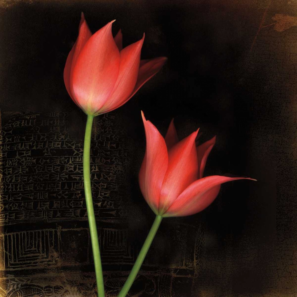 Species Tulips art print by Rick Filler for $57.95 CAD