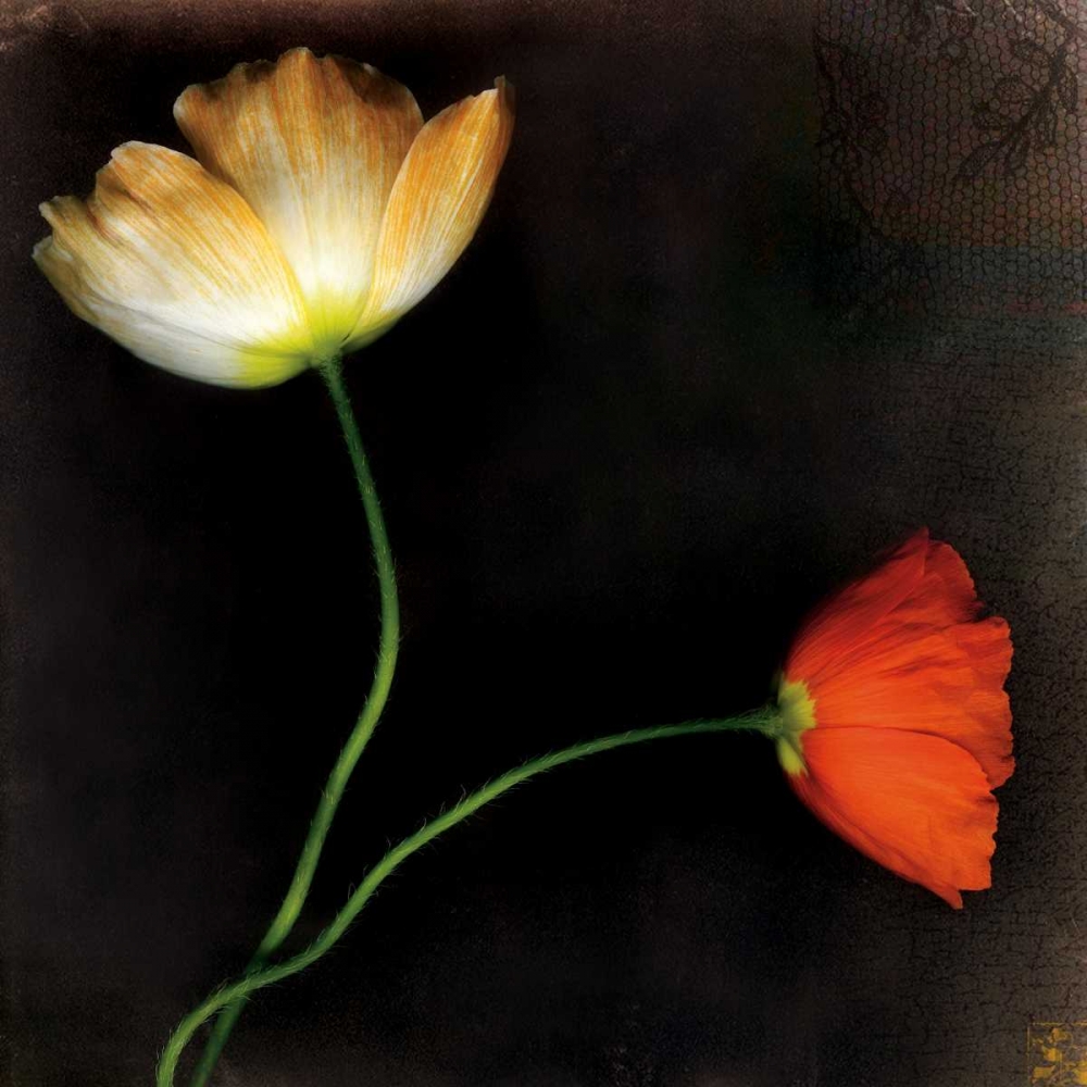 Icelantic Poppies art print by Rick Filler for $57.95 CAD