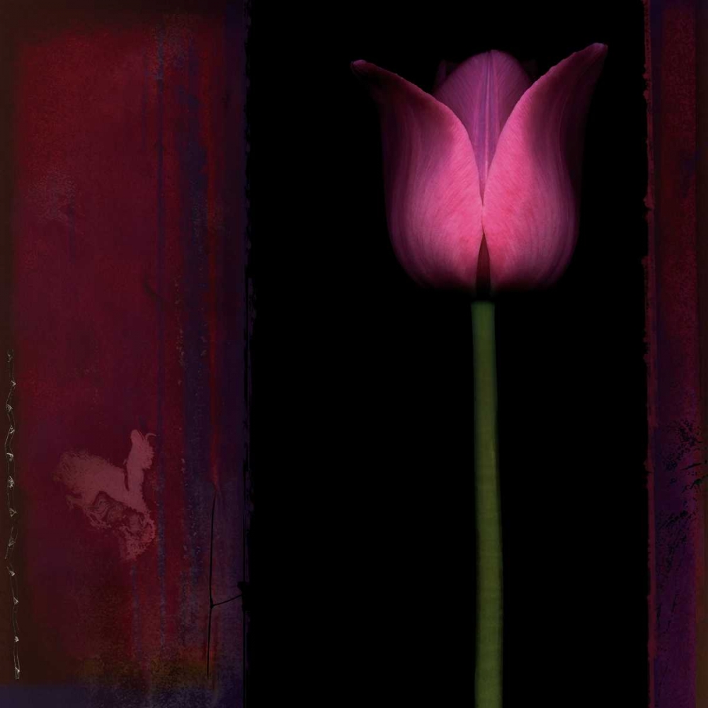 Red Tulip I art print by Rick Filler for $57.95 CAD