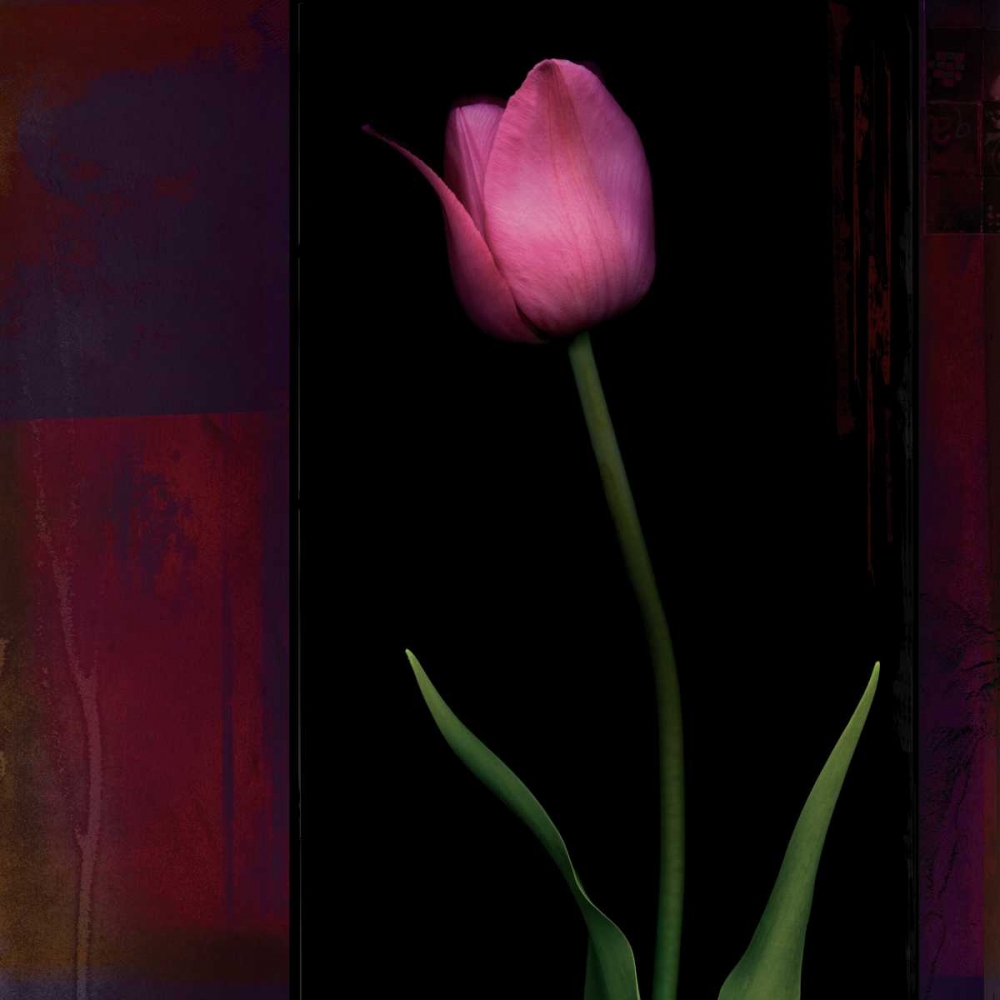Red Tulip II art print by Rick Filler for $57.95 CAD