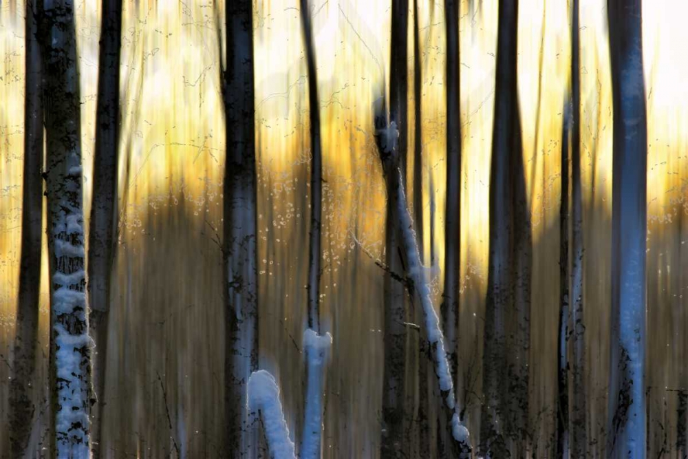 The Forest at Dawn art print by Marvin Pelkey for $57.95 CAD